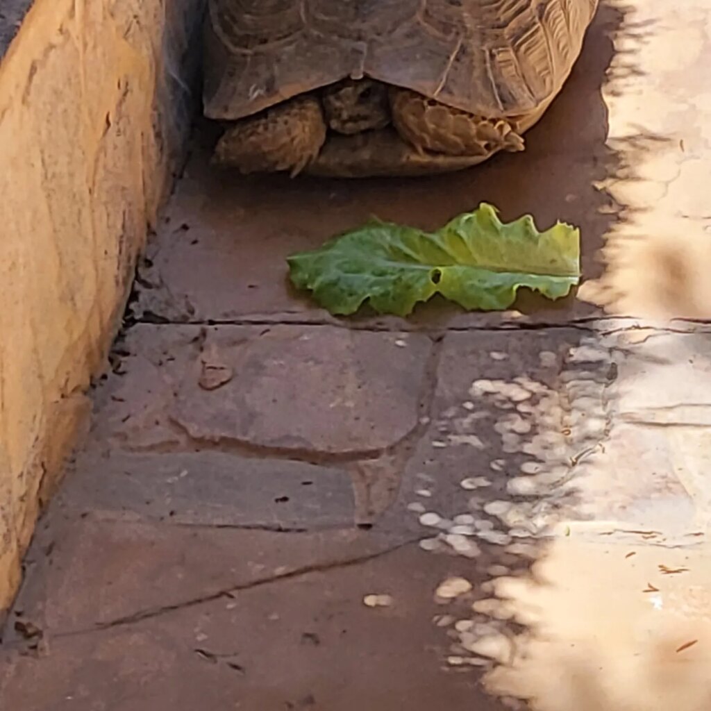 Schildkröte füttern ist echt laaaaangwierig!Zuerst muss im Gemüsegarten